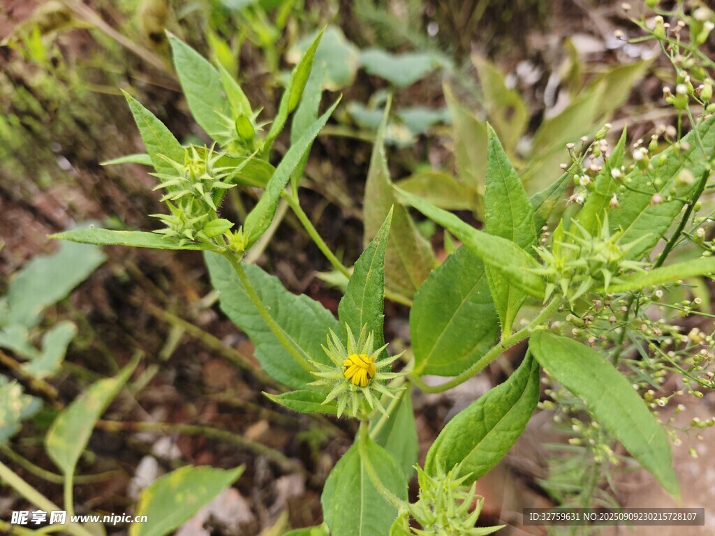 野外黄色小花植物特写