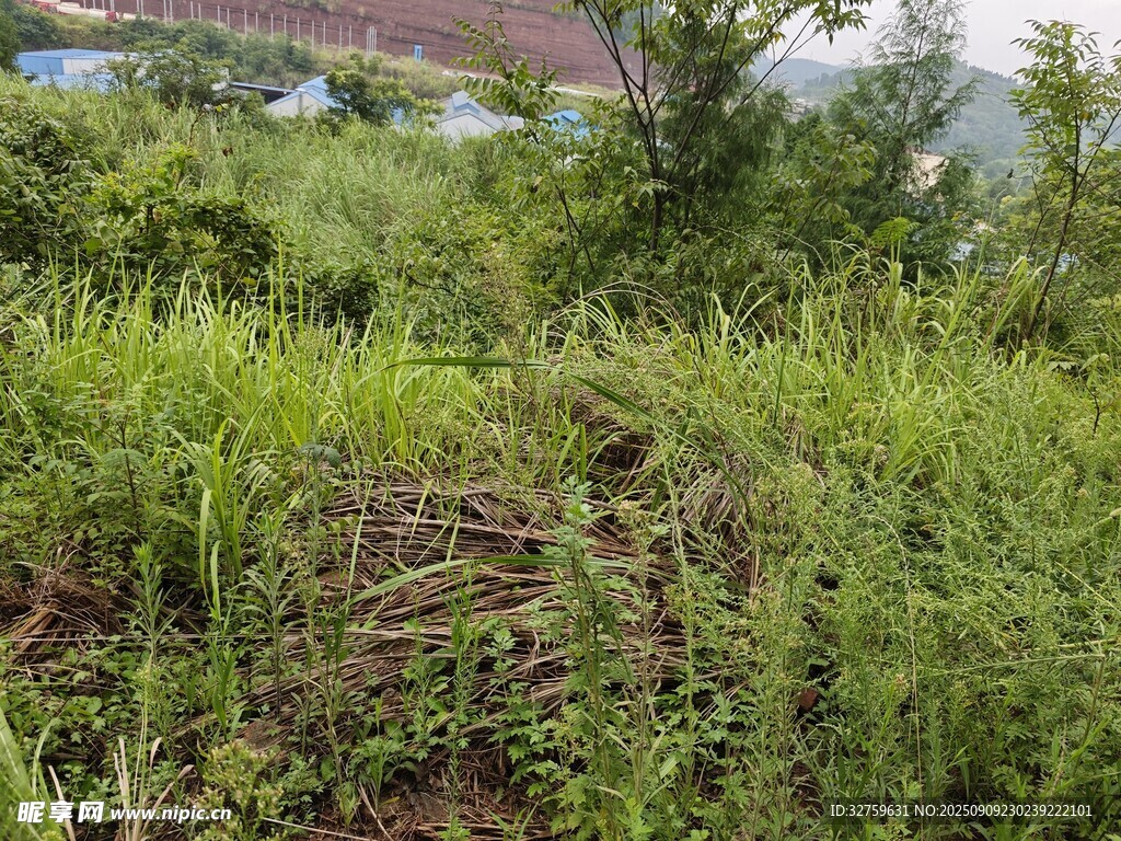 野外繁茂绿植景观