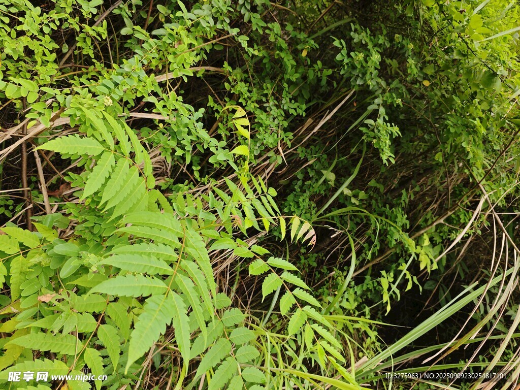 茂密丛林中的蕨类植物