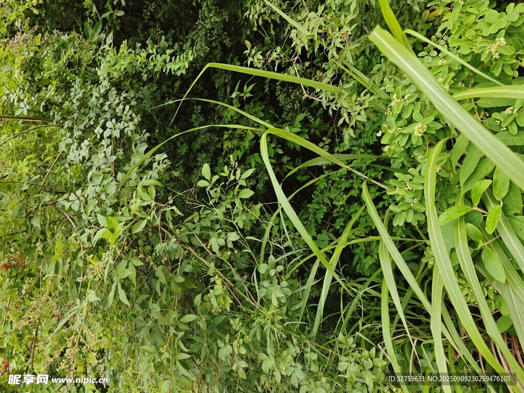茂密绿植景观