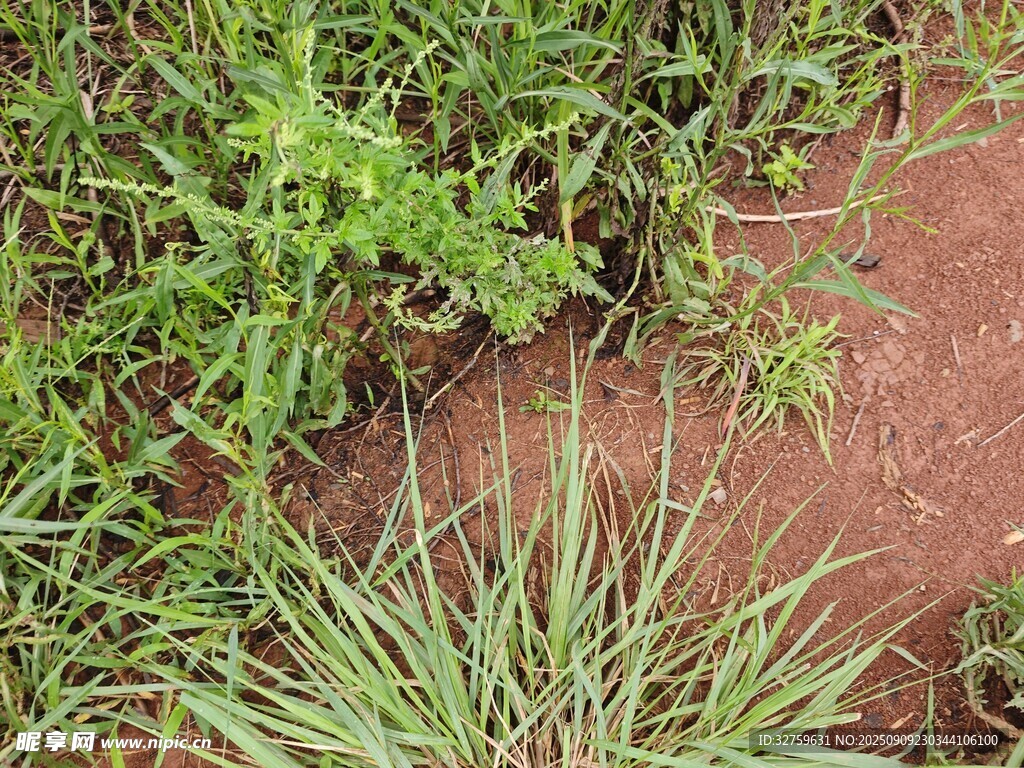 红土地上的多样绿色植物