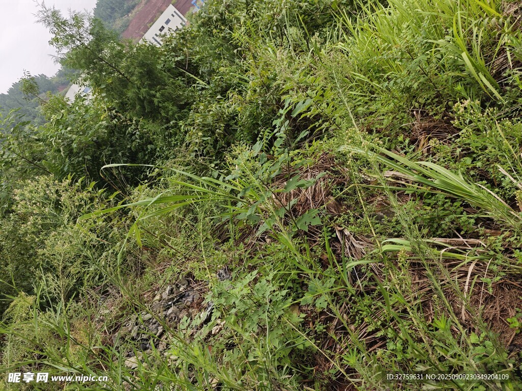 繁茂绿植景观