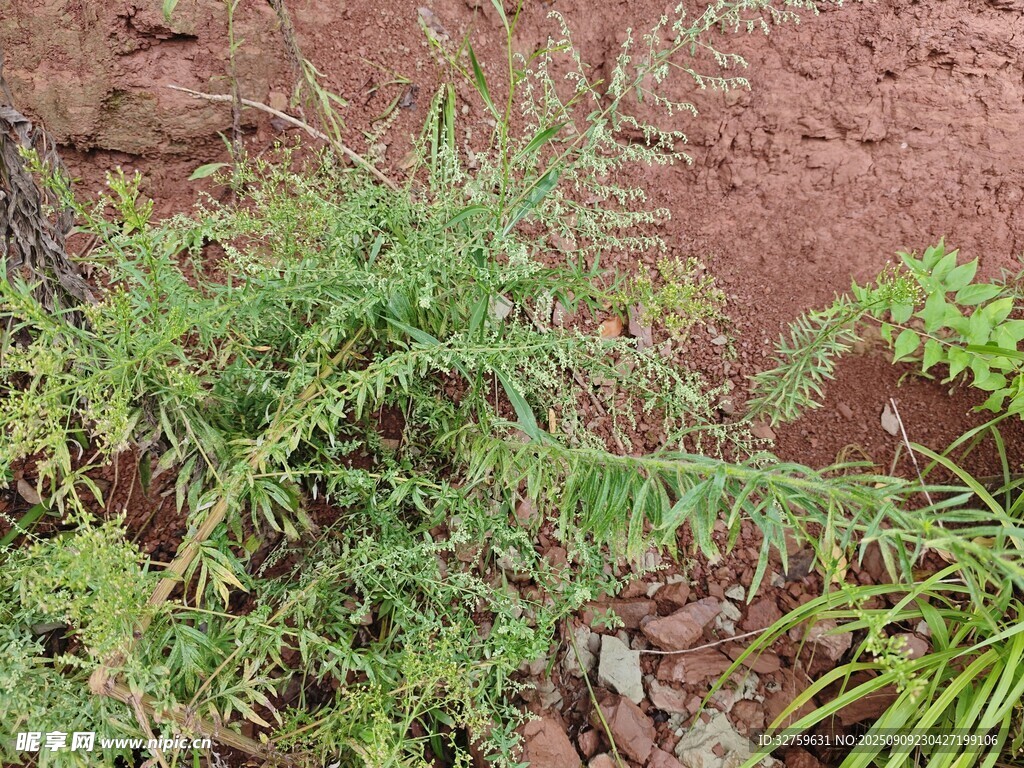 野外绿色植物特写