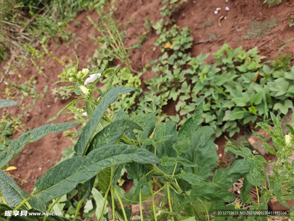 山坡上的绿植与红土地
