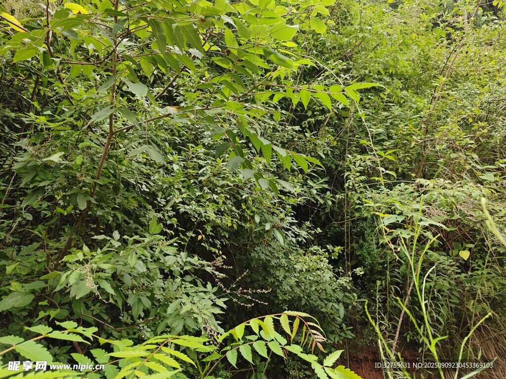 繁茂绿植展现自然生机