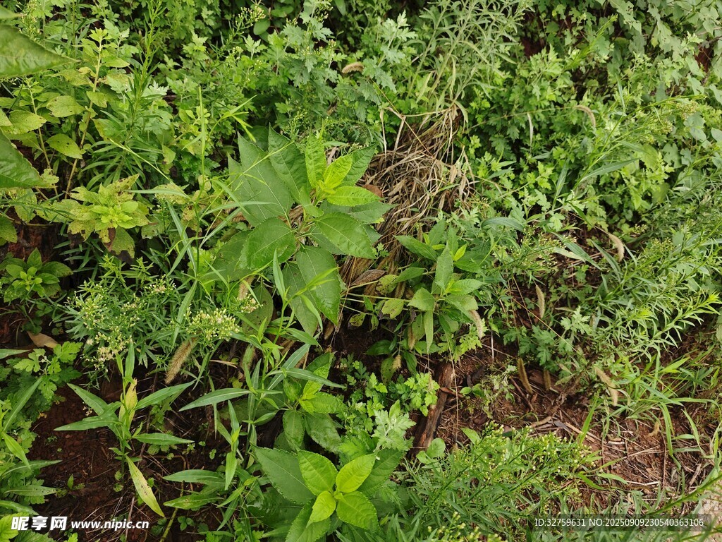 田间嫩绿植物生机勃勃