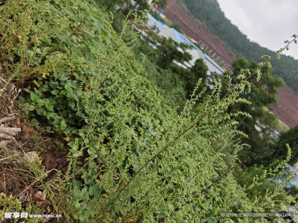 山坡绿植景观