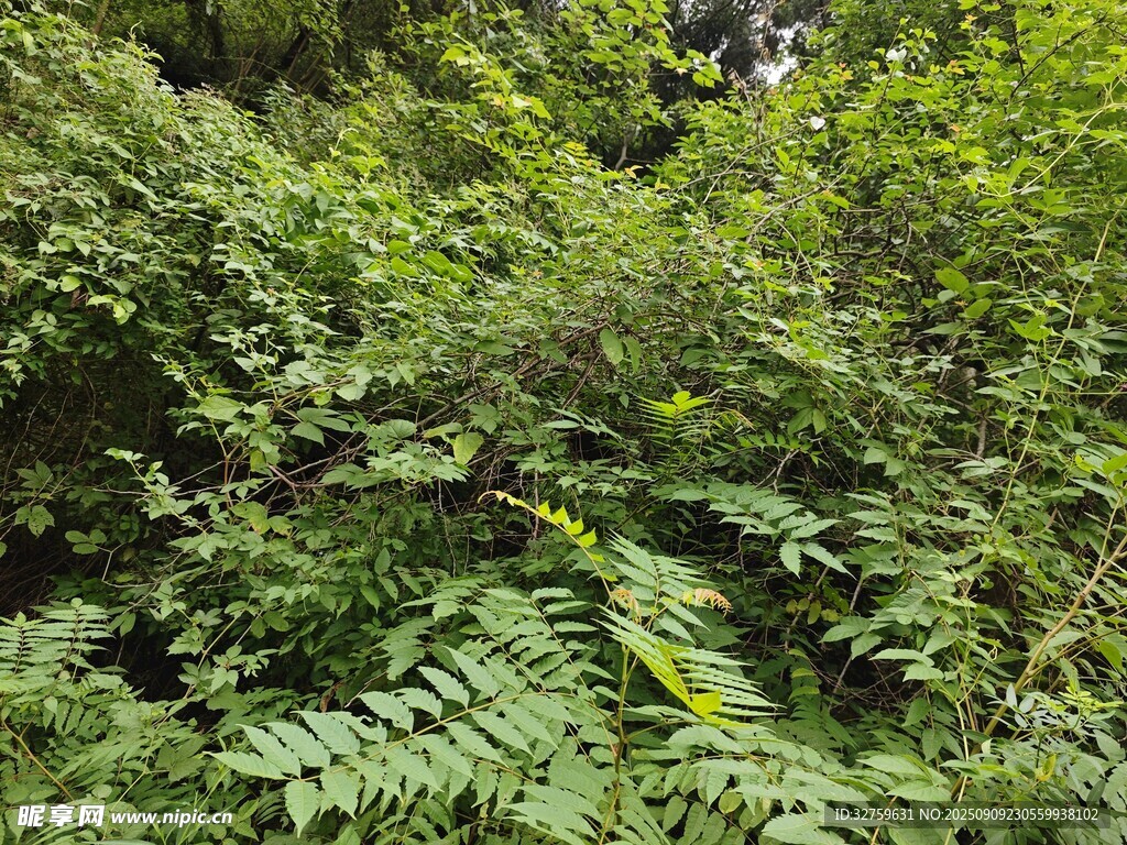茂密丛林中的繁茂绿植