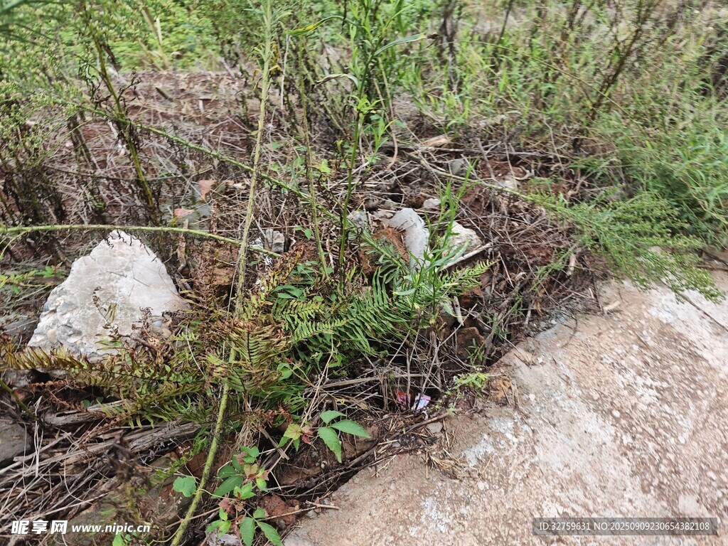 野外杂草与石块景象