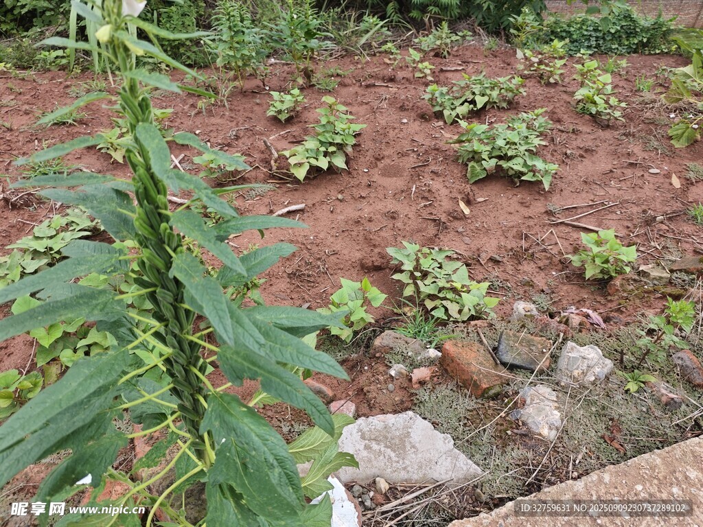庭院中生长的绿植花卉