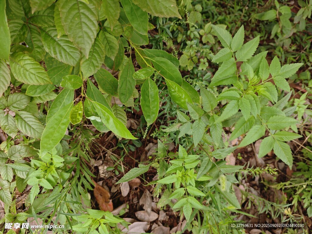 野外繁茂的绿色植物群落