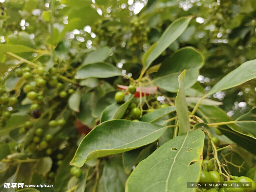 青花椒枝叶特写