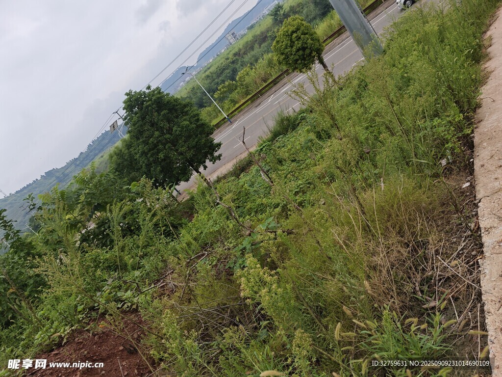 野外路边的繁茂绿植