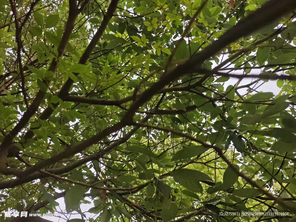 繁茂枝叶间的自然景致