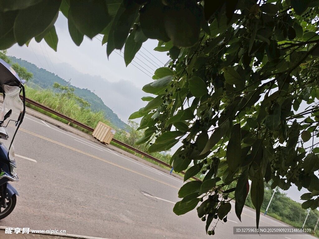 路边摩托车与葱郁枝叶