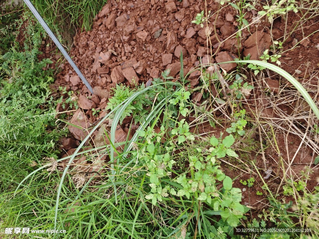 翻耕后的土地与周边绿植