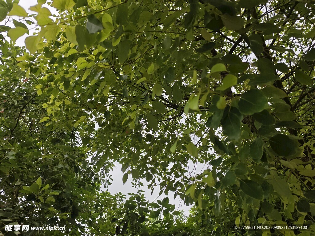 繁茂绿树间的天空一角