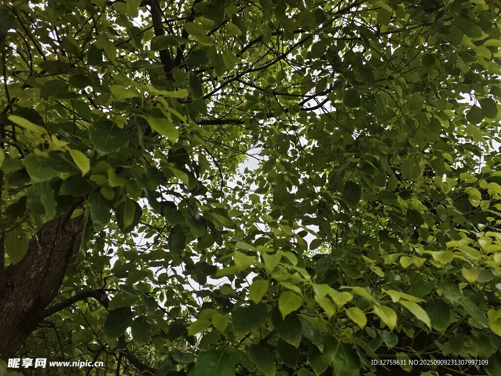 繁茂绿叶间的自然景致