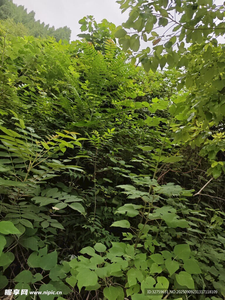 繁茂绿植景观
