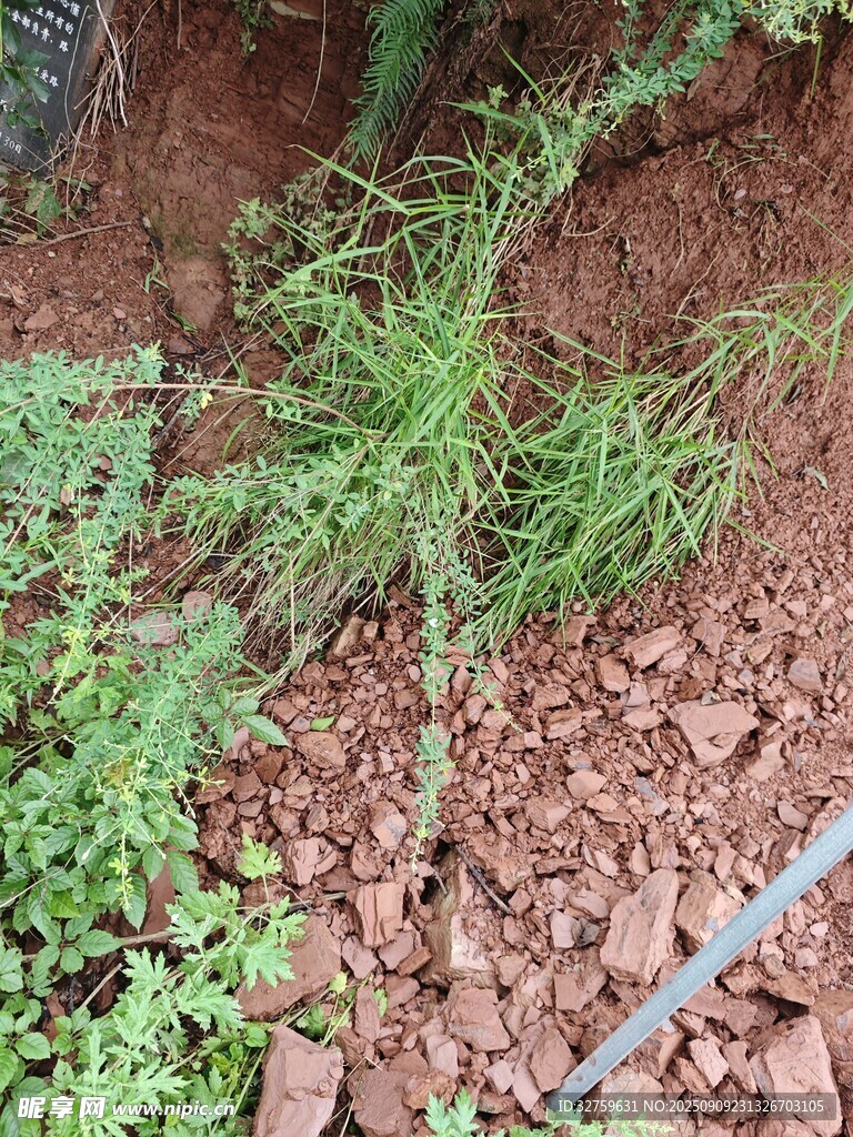 墙边生长的绿色杂草
