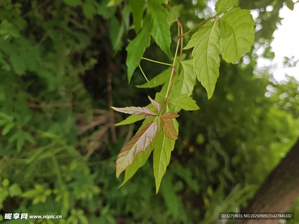 嫩绿枝叶展现自然生机