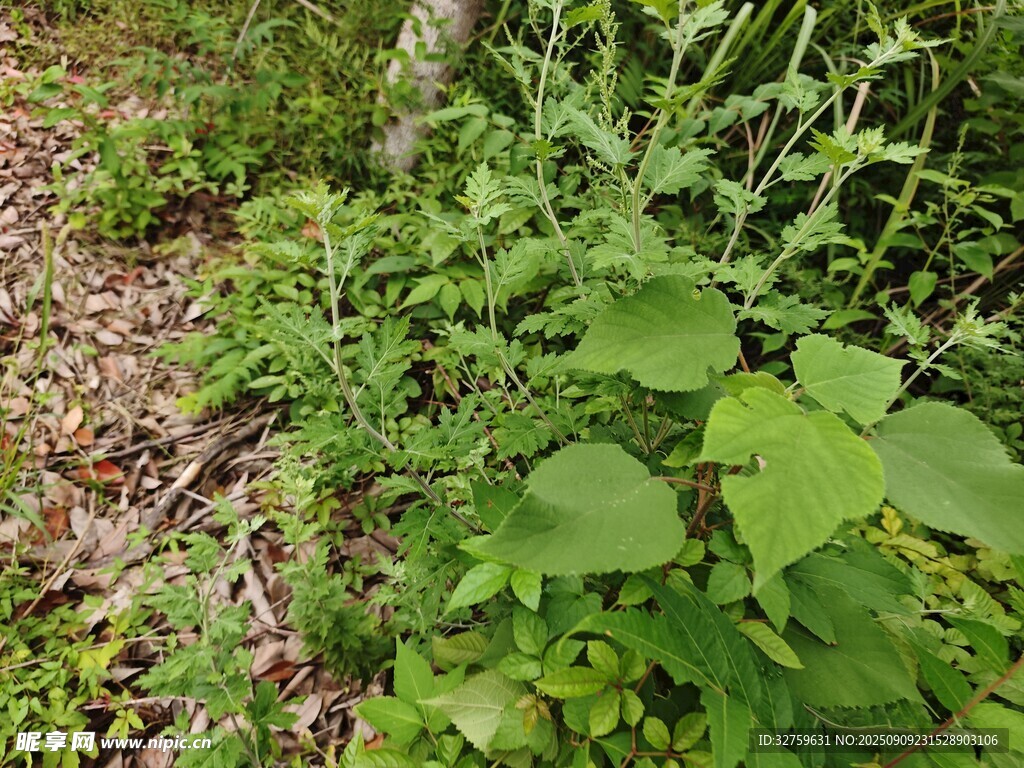 林间繁茂绿植景象