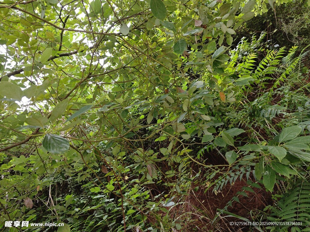 繁茂绿植景观