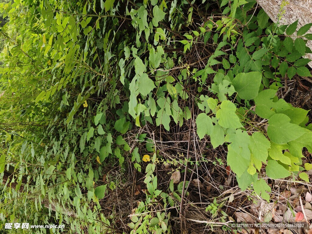 繁茂绿植景观