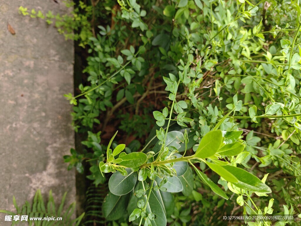 墙边翠绿植物生机勃勃