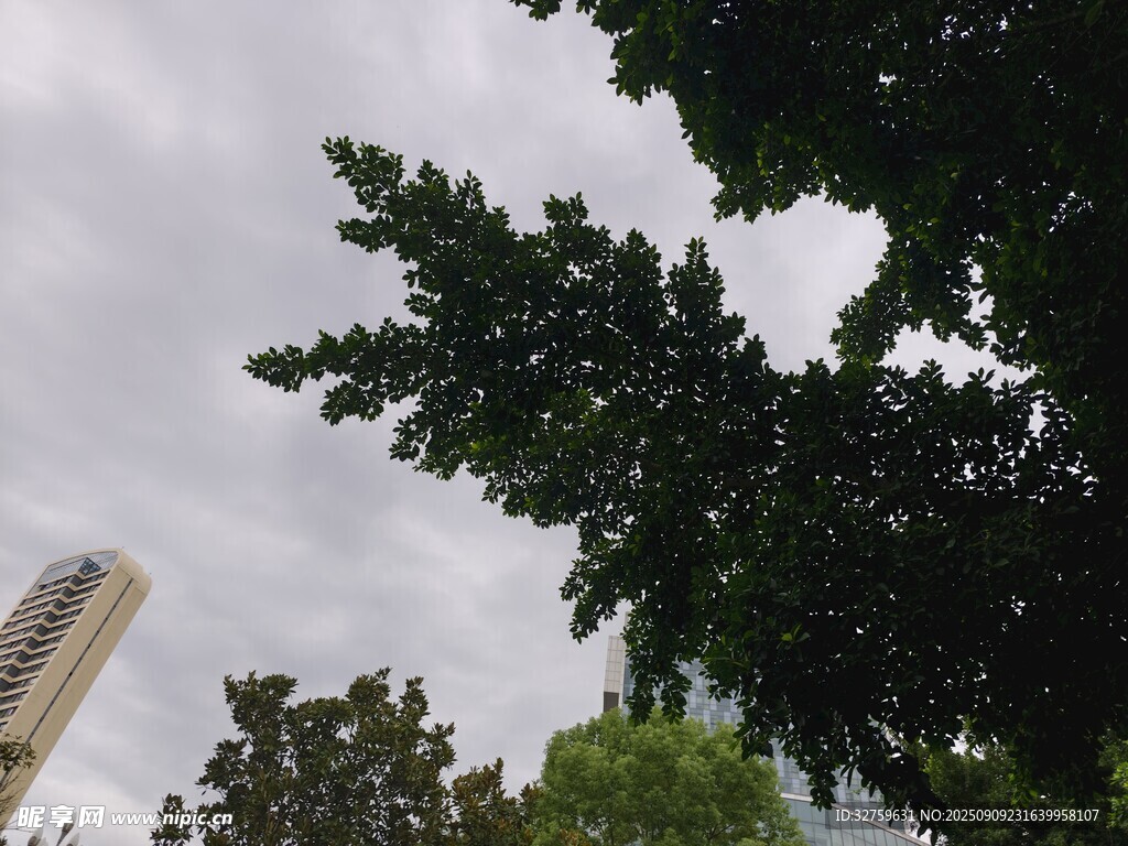 仰视绿树与高楼