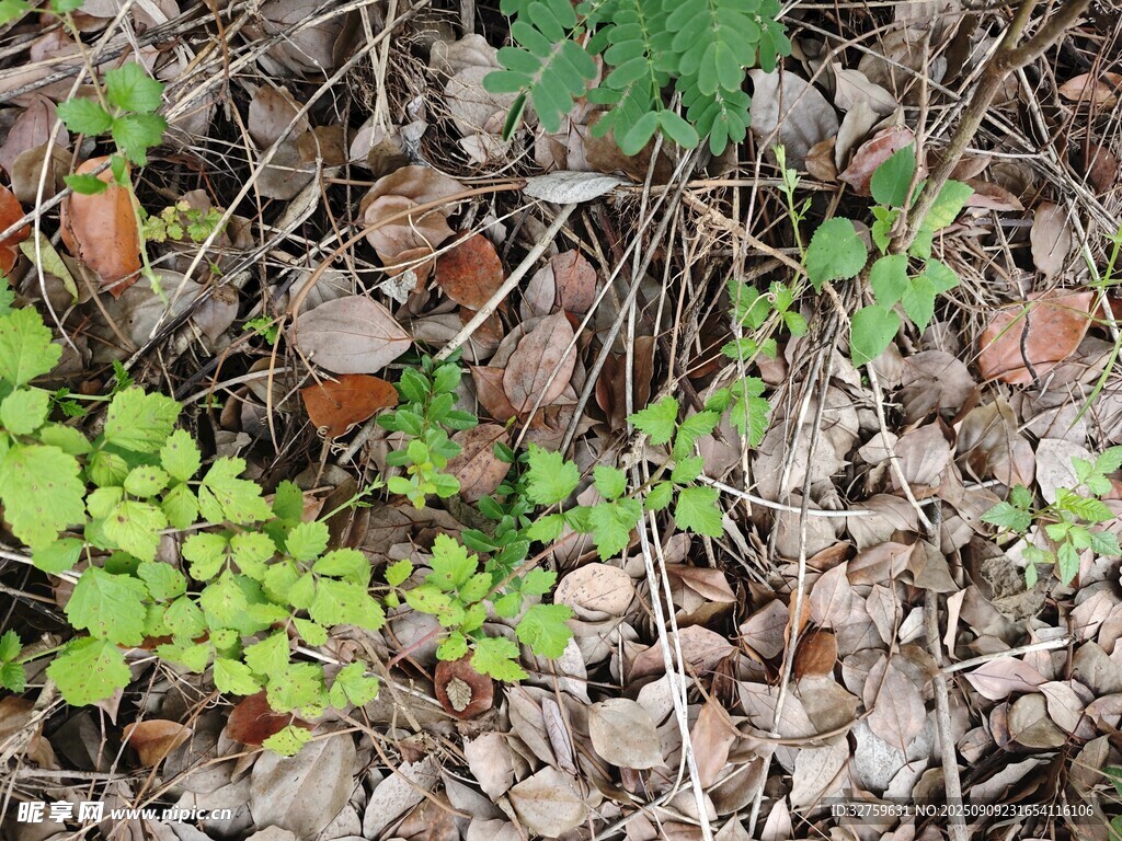 地面上的绿植与落叶