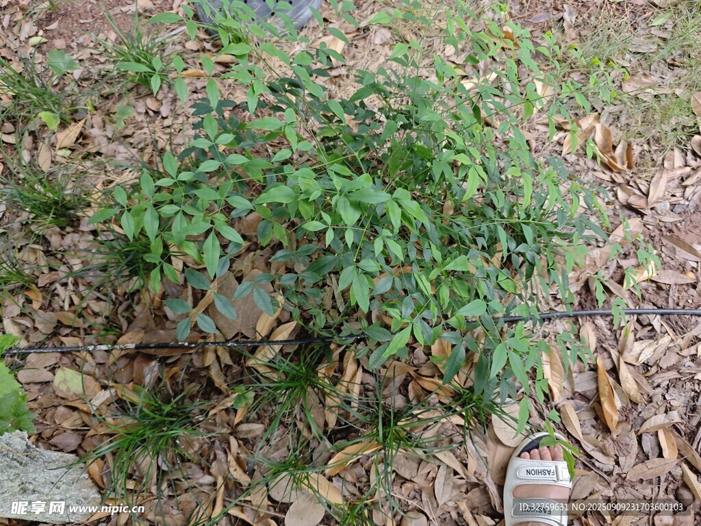 地面上的绿色植物