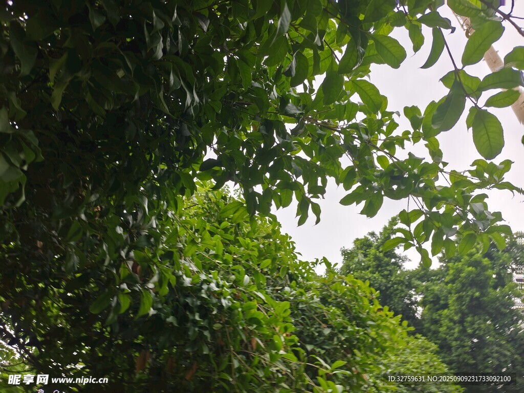 繁茂绿树 