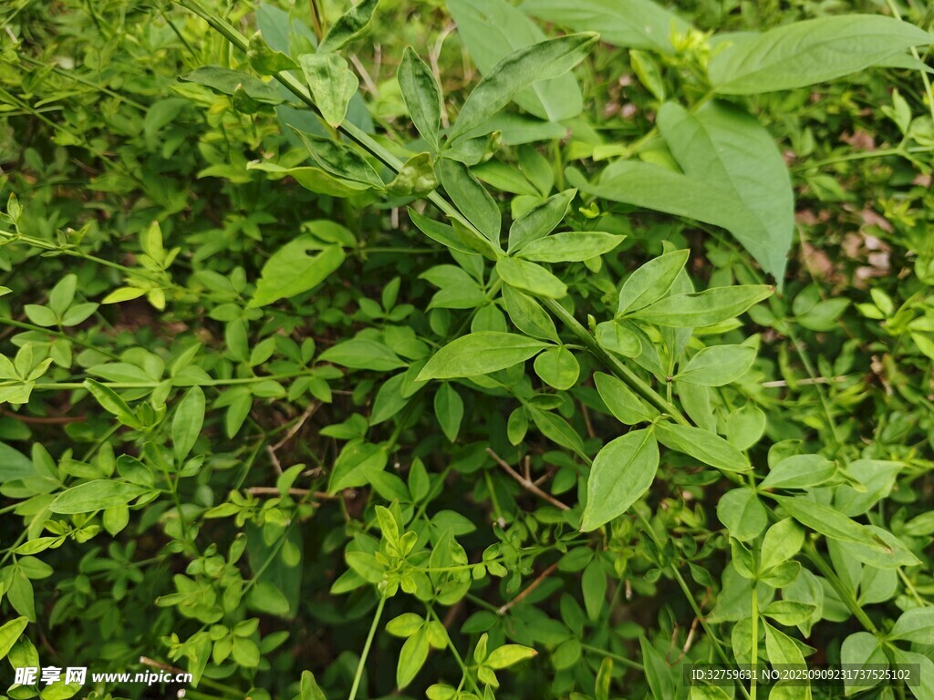繁茂绿植特写
