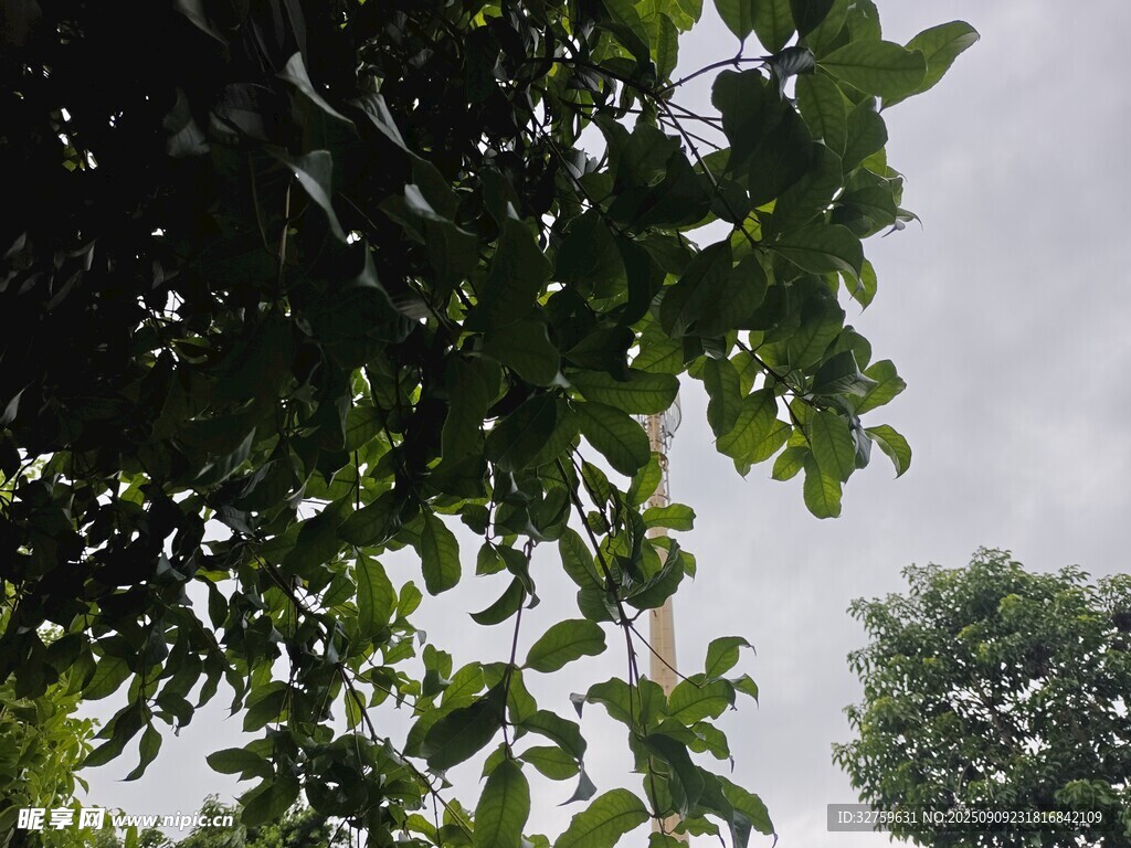 绿叶繁茂间的天空一角