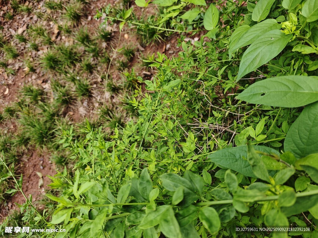 繁茂绿植景观