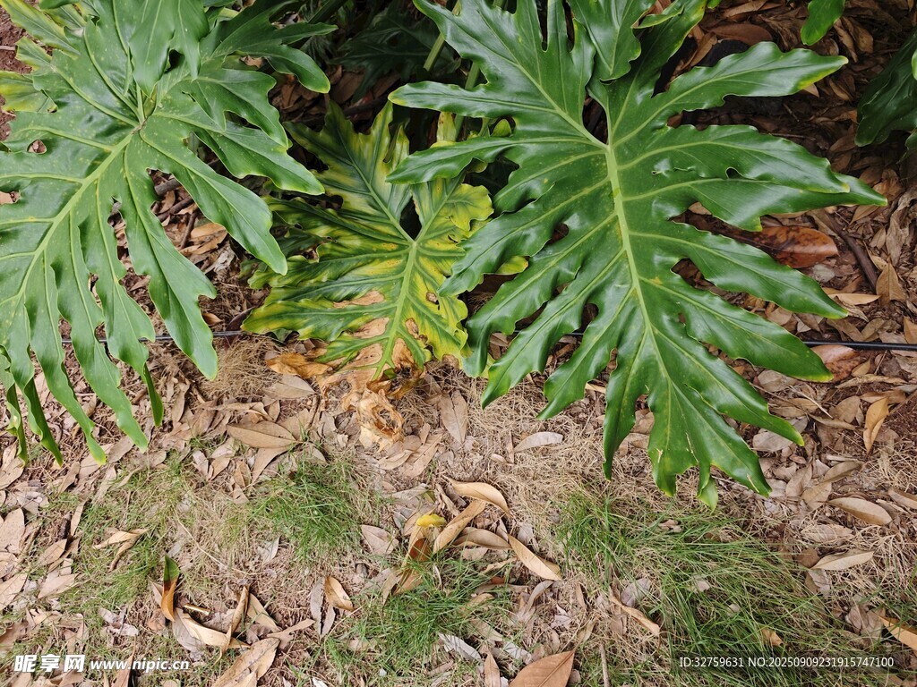 地面上的大型绿色植物