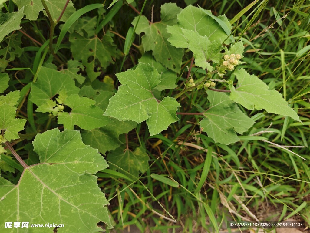 绿叶丛中的植物