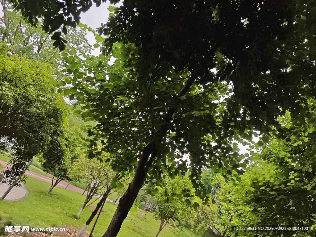 绿意盎然的公园树林
