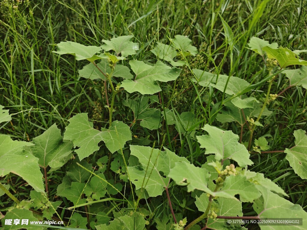 田野中的绿色植物