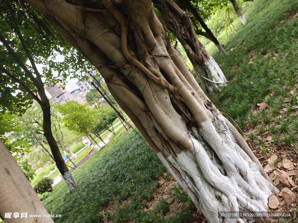 粗壮盘绕的大树根系