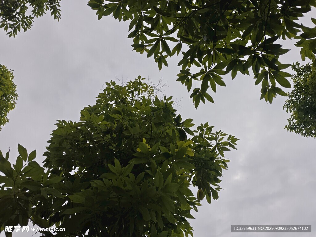 仰视繁茂绿树与天空