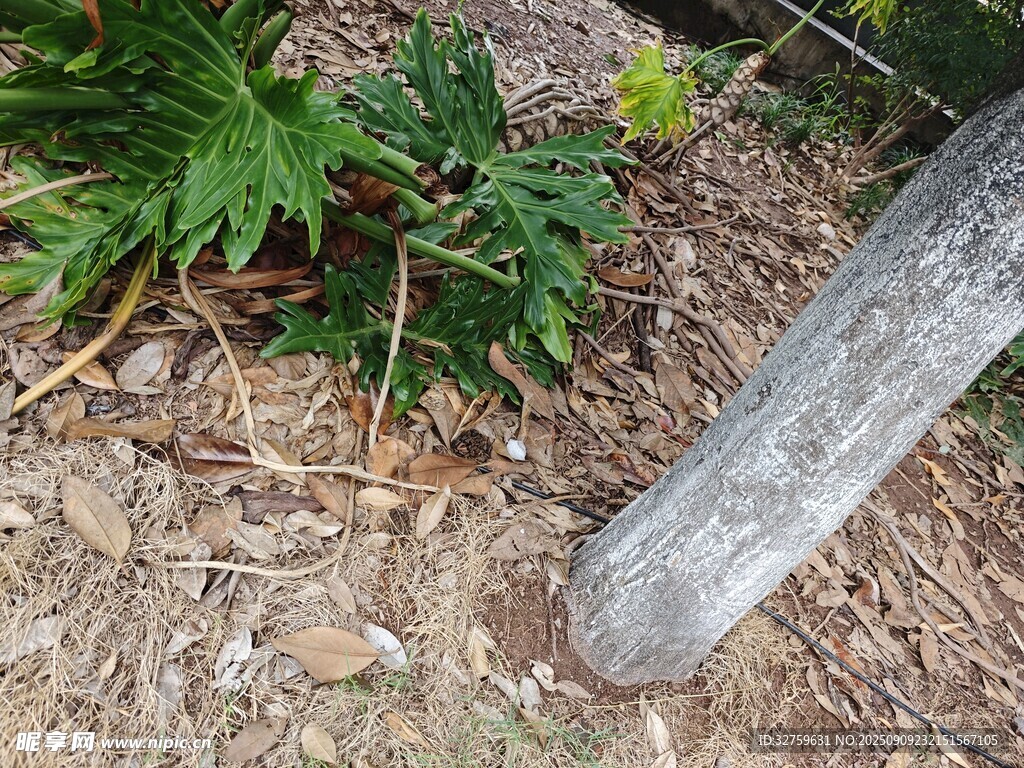木柱旁的绿色植物景观