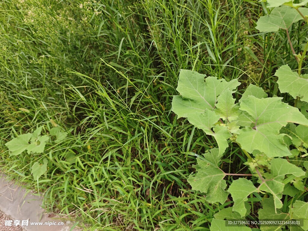 路边翠绿繁茂的野草