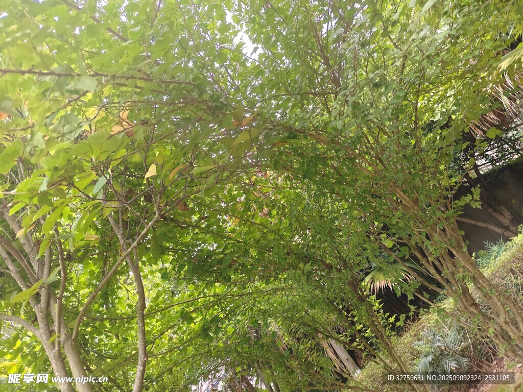 茂密绿意盎然的树林景观