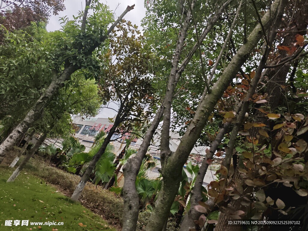绿意盎然的林间景致