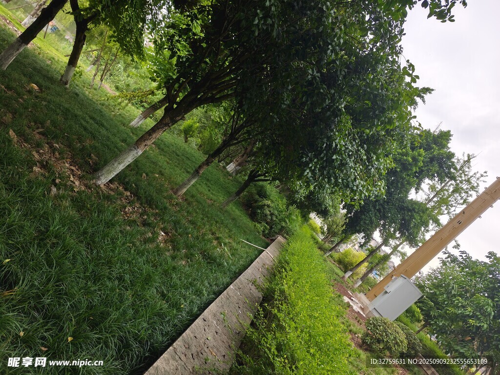 林荫草地景观