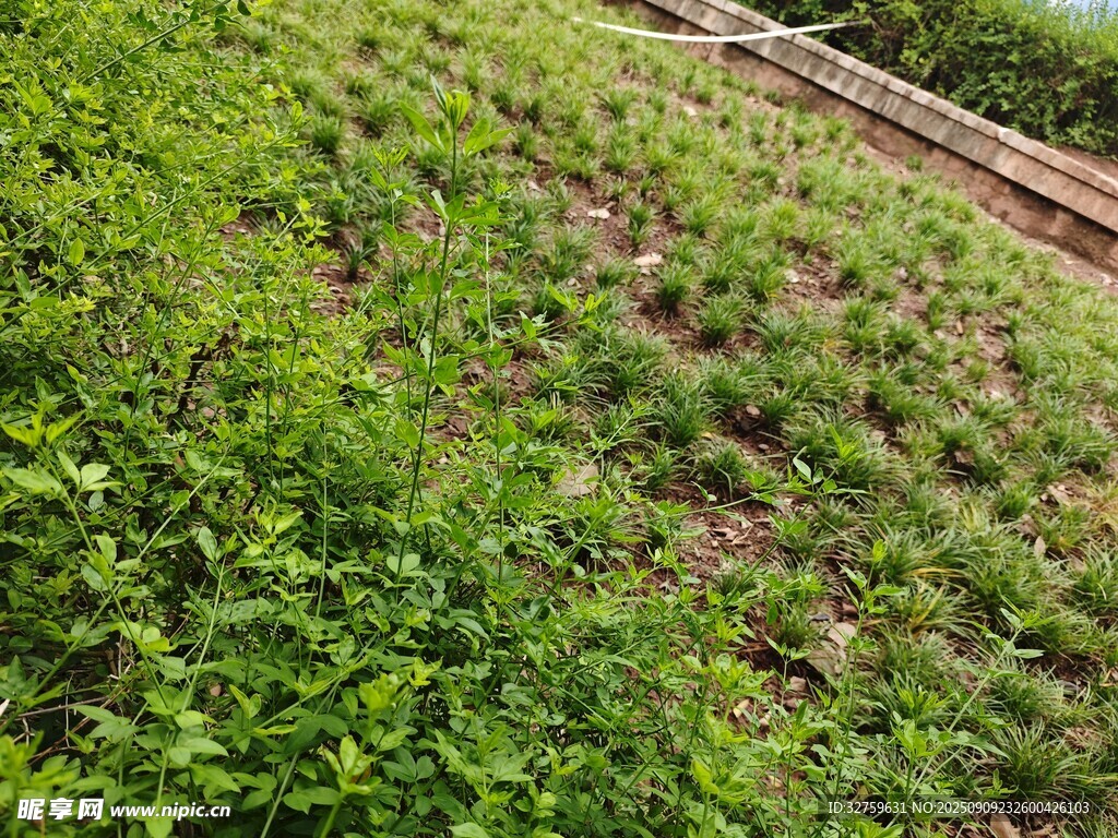 绿意盎然的山坡植被景观