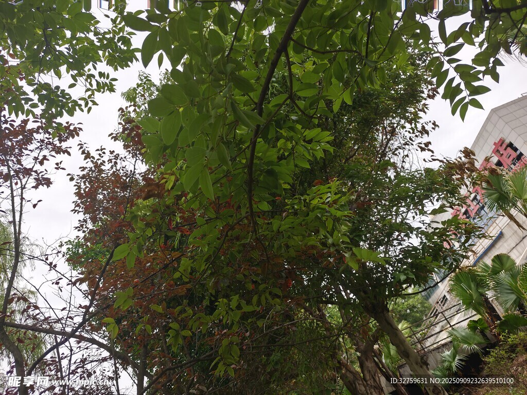 绿树成荫的户外景致