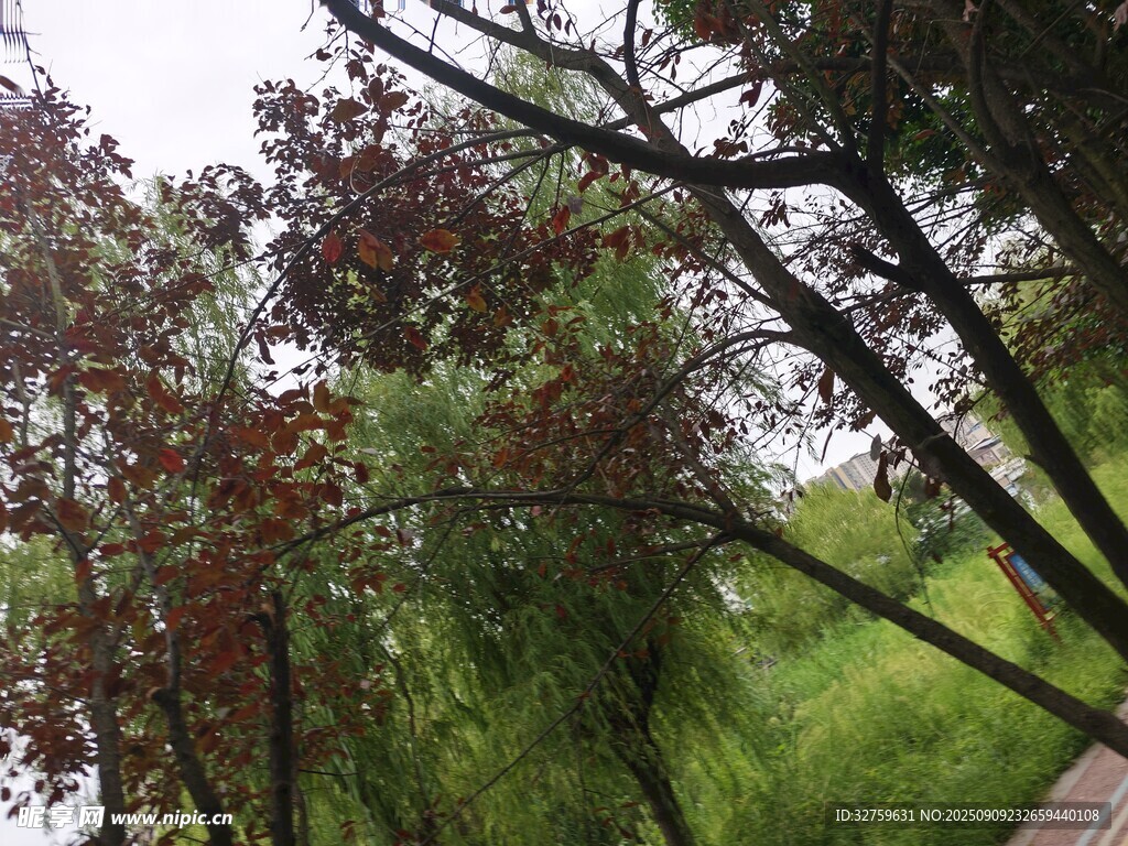 林间多彩树木景致
